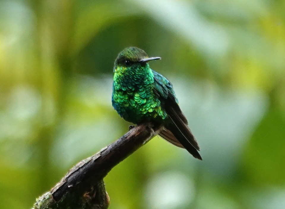 Short-tailed Emerald - ML630022677