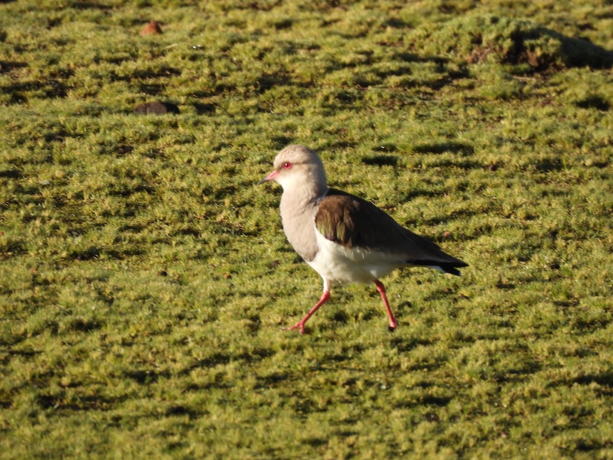 Andean Lapwing - ML630022868