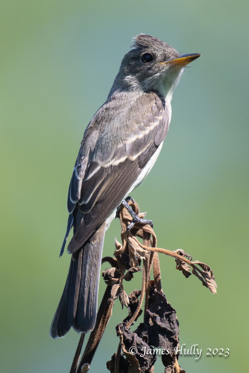 Eastern Wood-Pewee - ML630022951