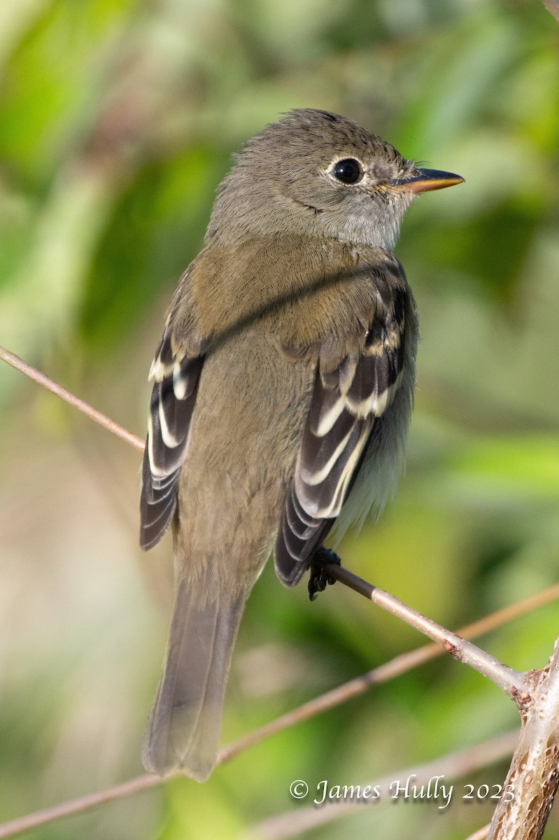 Empidonax sp. - ML630022978