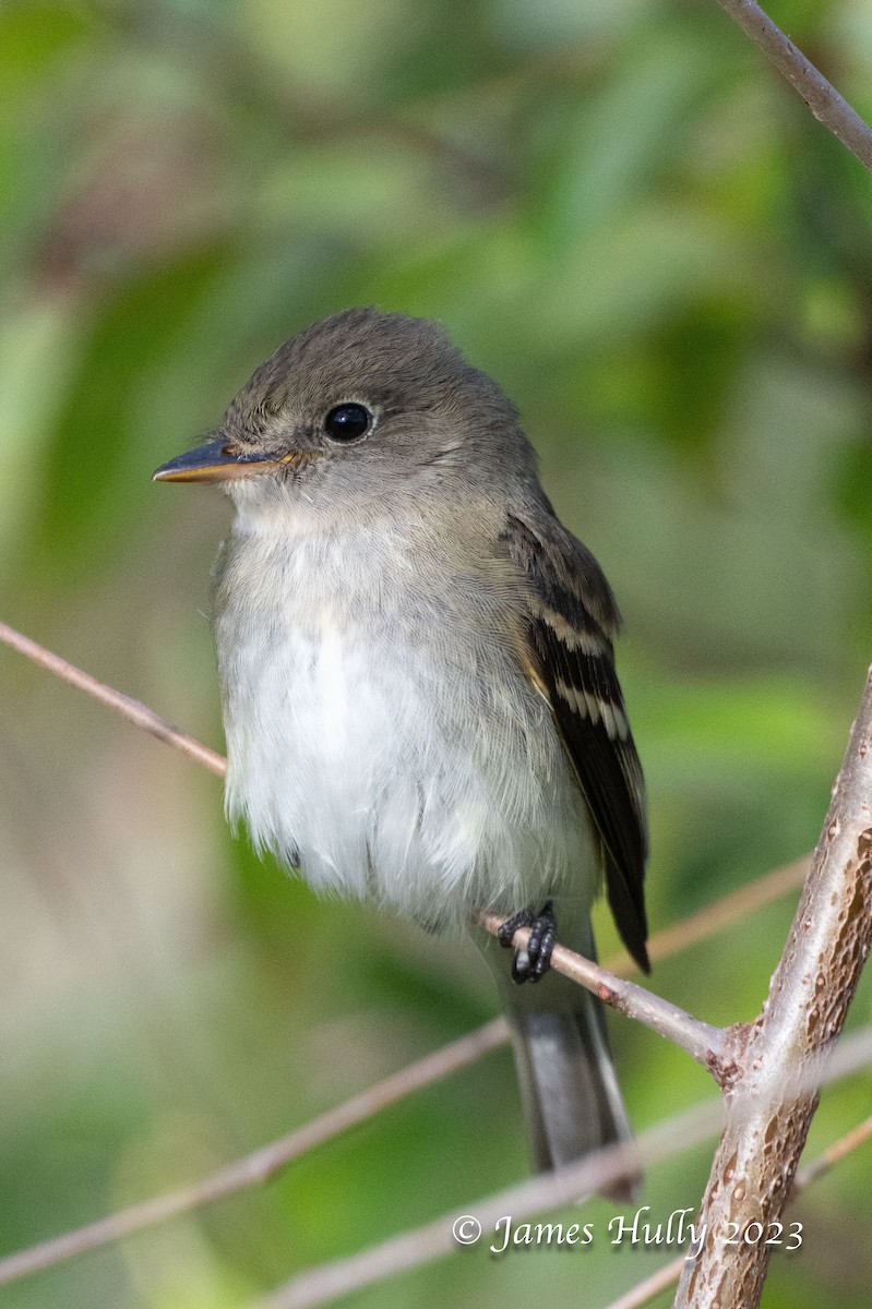 Empidonax sp. - ML630022979