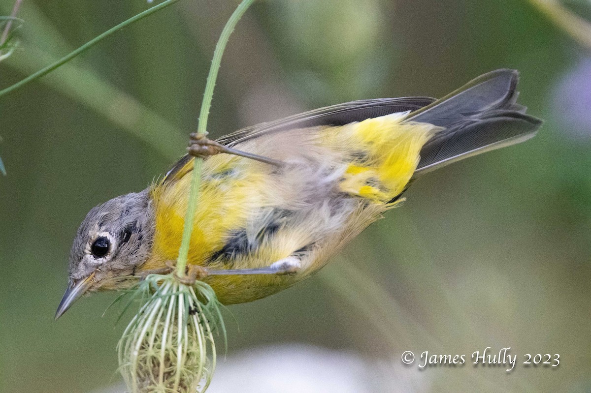 Nashville Warbler - ML630022990