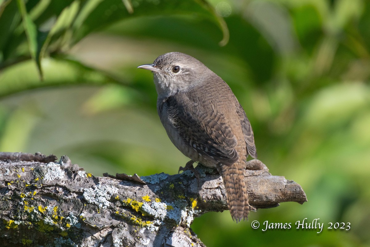 Northern House Wren - ML630023098