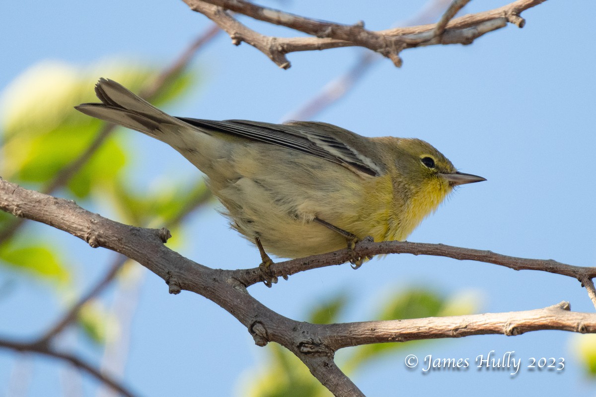 Pine Warbler - ML630023103