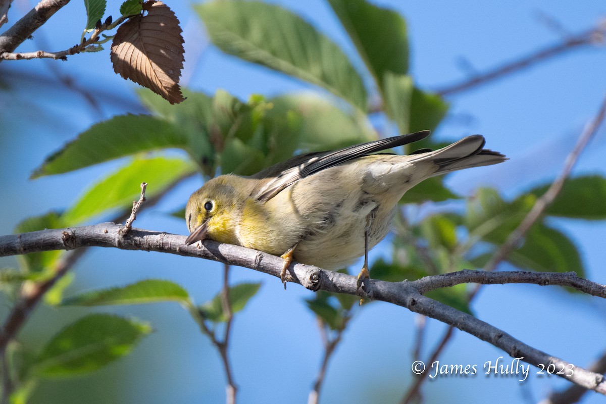 Pine Warbler - ML630023104