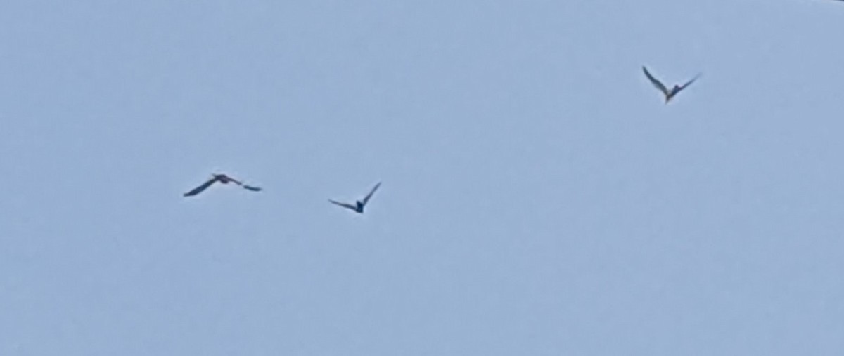 Channel-billed Cuckoo - ML630023138