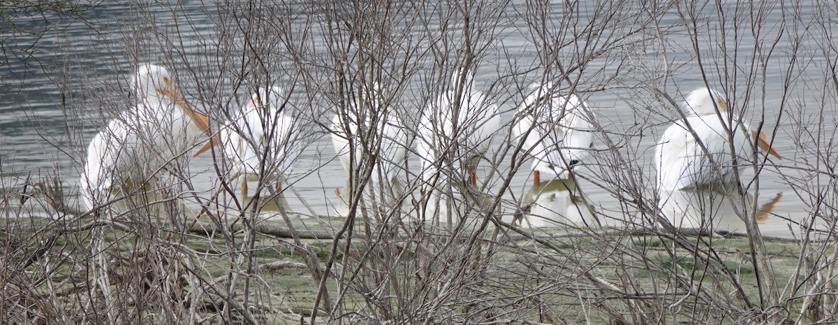 American White Pelican - ML630023311