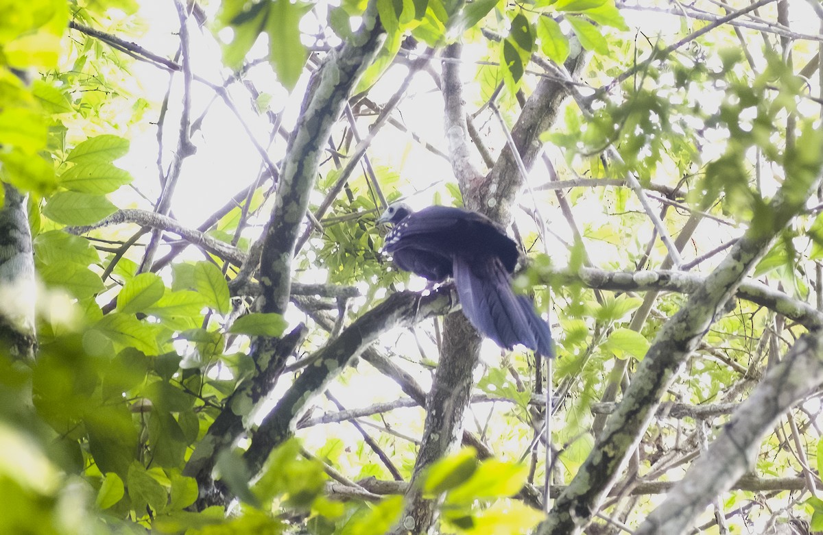 Red-throated Piping-Guan - ML630023318