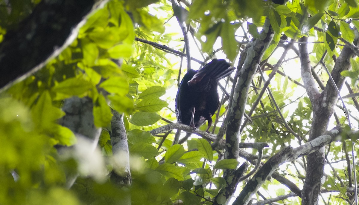 Red-throated Piping-Guan - ML630023319