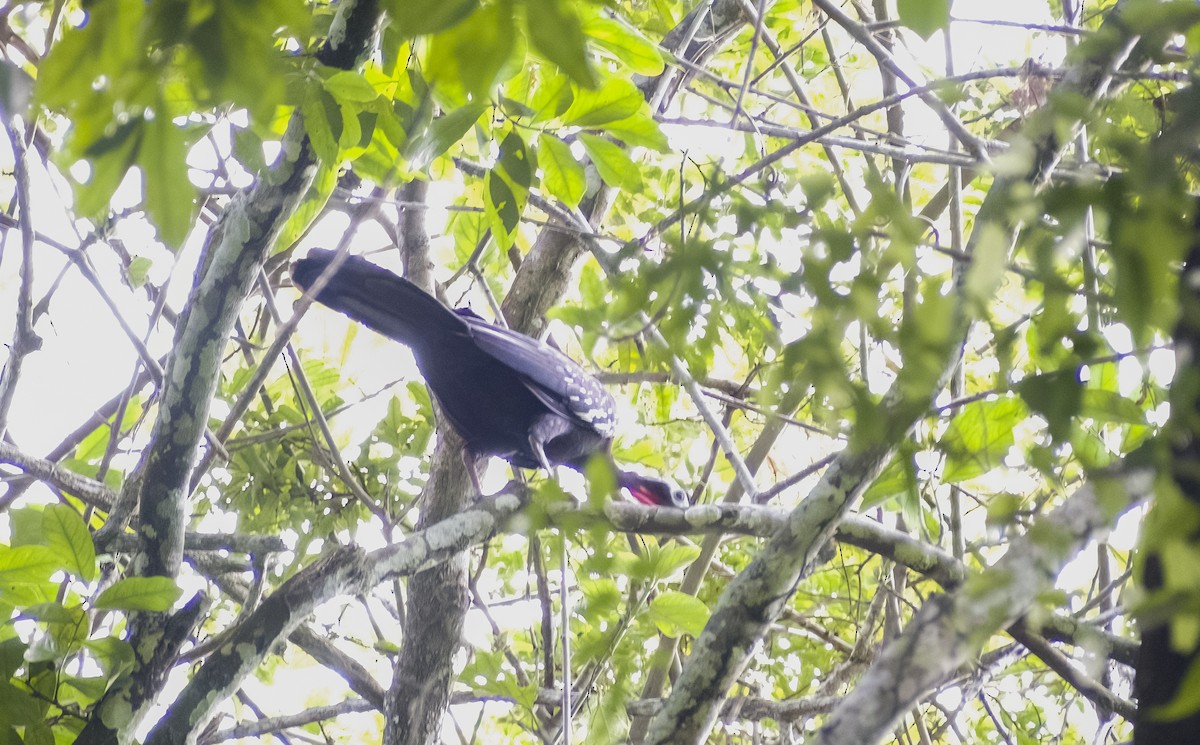 Red-throated Piping-Guan - ML630023320