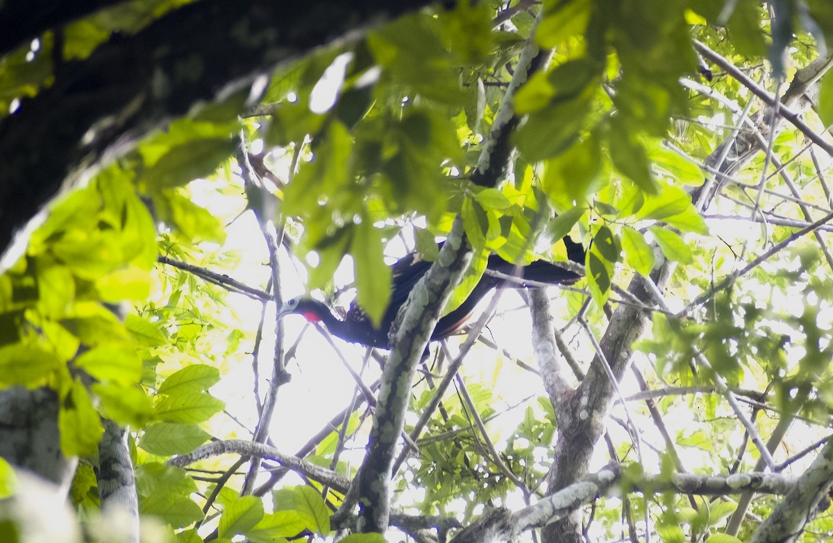 Red-throated Piping-Guan - ML630023321