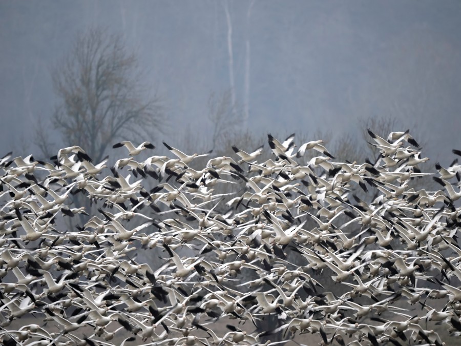 Snow Goose - ML630023328