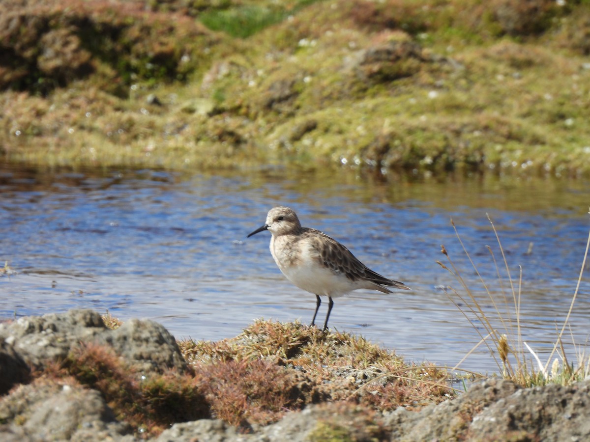 Baird's Sandpiper - ML630023342