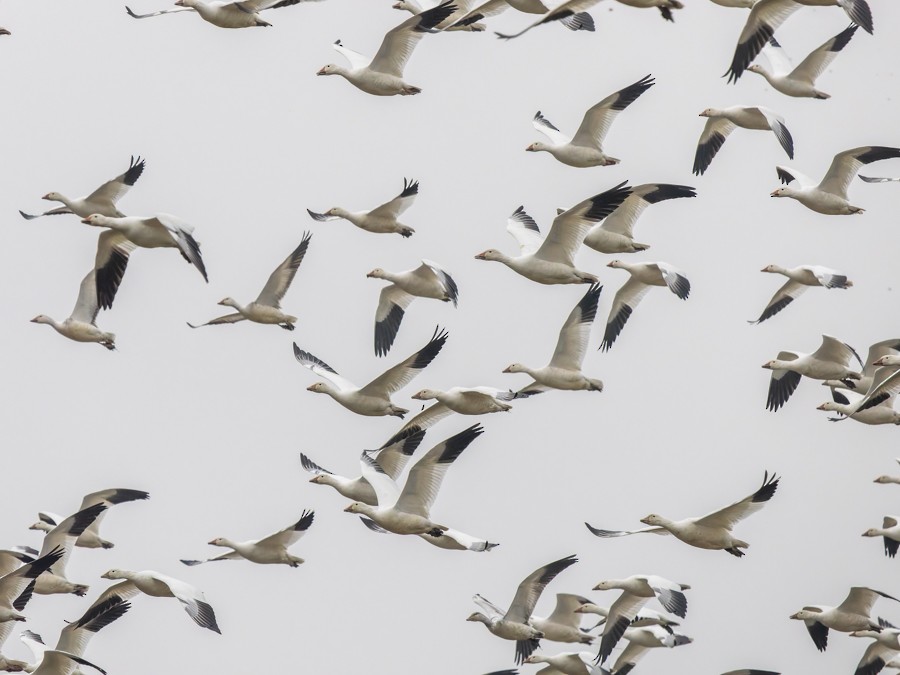 Snow Goose - ML630023353