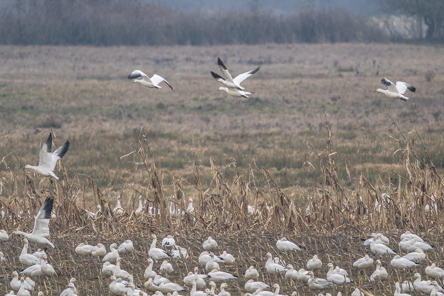 Snow Goose - ML630023354