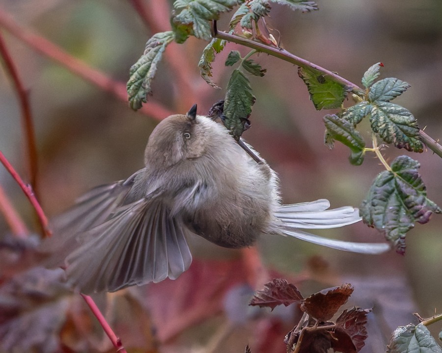 Bushtit - ML630023376