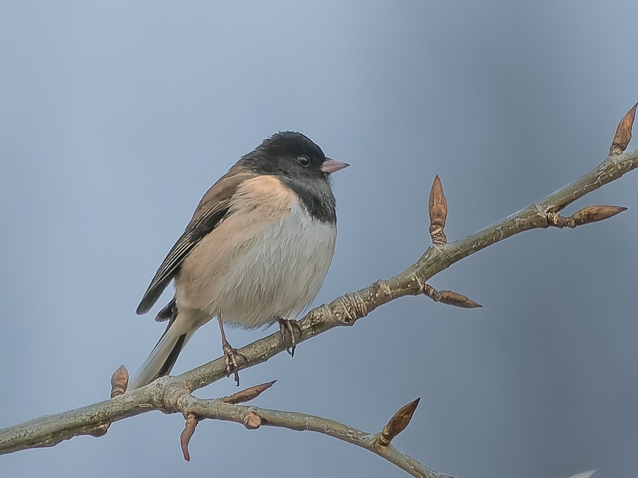 Dark-eyed Junco - ML630023393