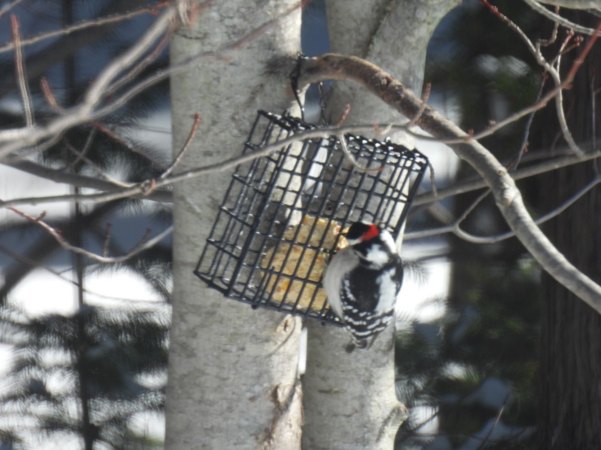 Downy Woodpecker - ML630023402