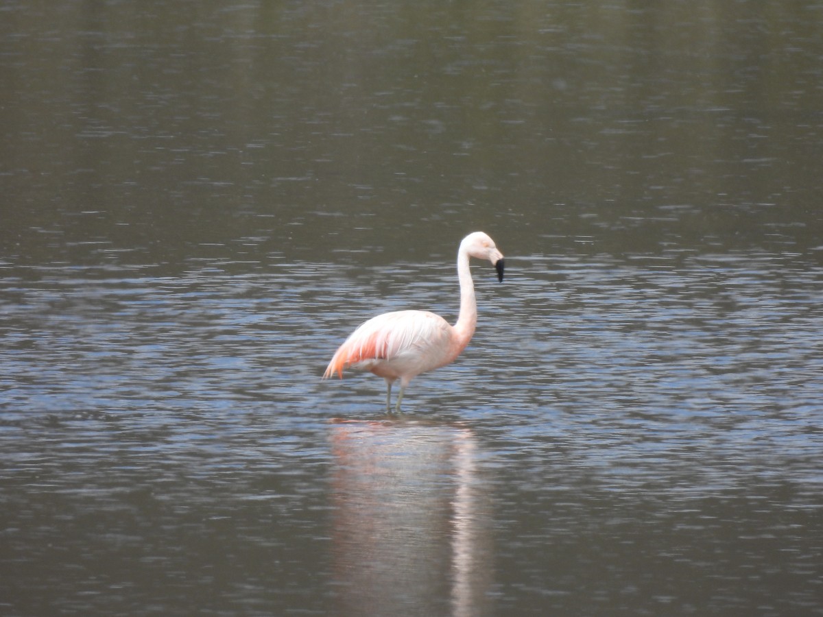 Chilean Flamingo - ML630023414