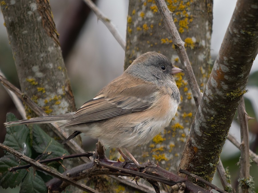 Dark-eyed Junco - ML630023428