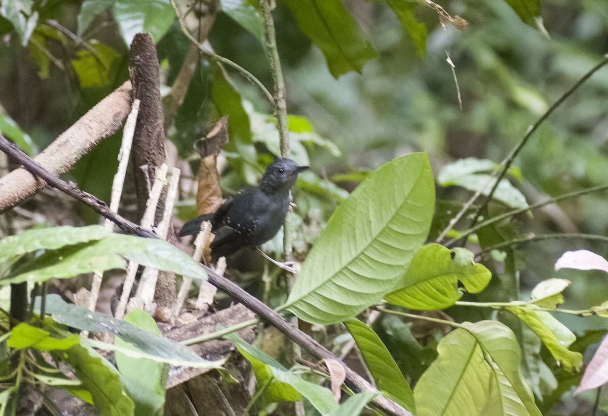 Rufous-faced Antbird - ML630023450