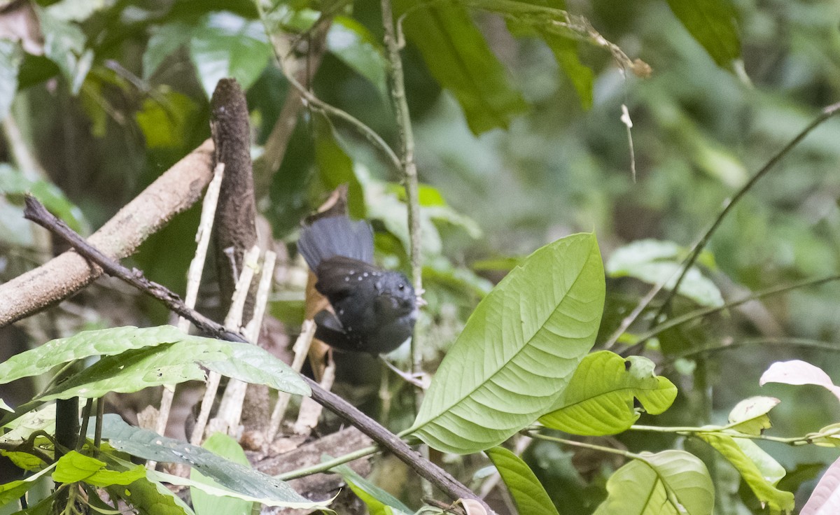 Rufous-faced Antbird - ML630023451