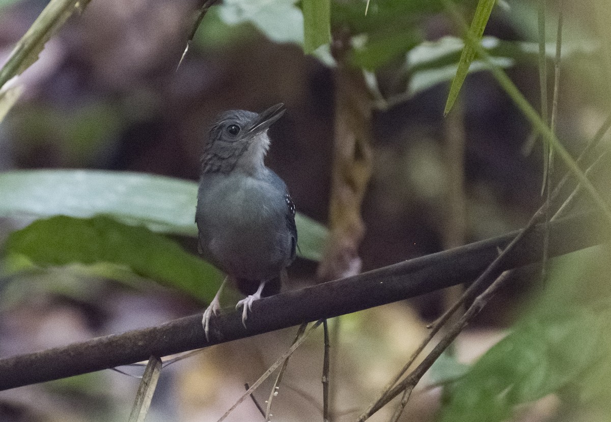 Rufous-faced Antbird - ML630023452