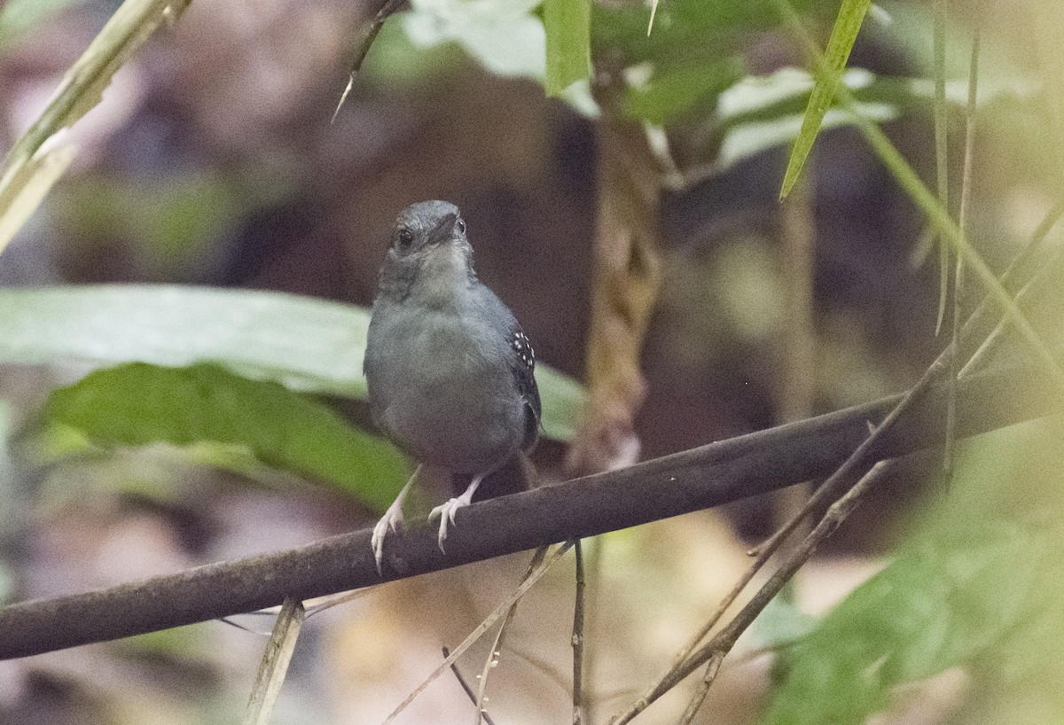 Rufous-faced Antbird - ML630023453
