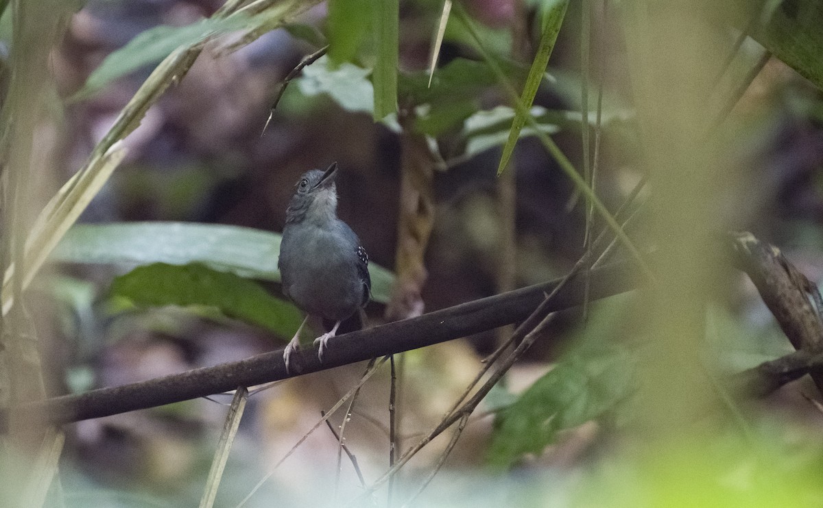 Rufous-faced Antbird - ML630023454