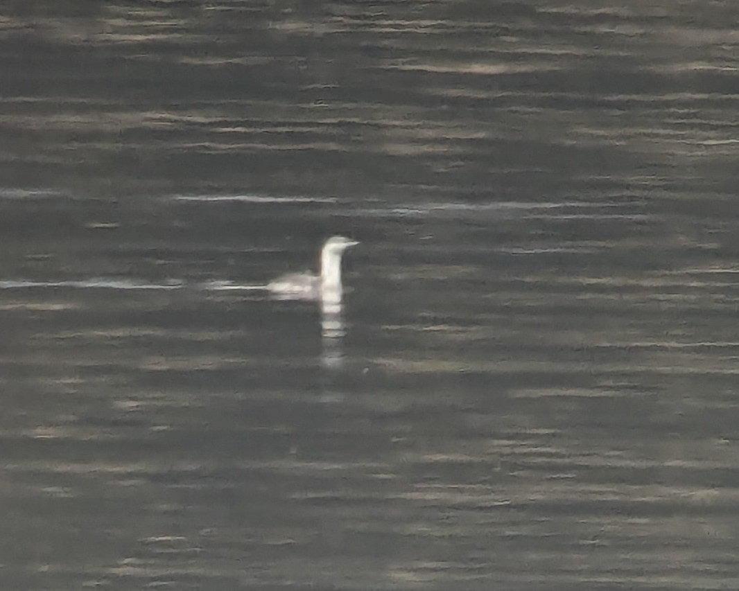 Red-throated Loon - ML630023488