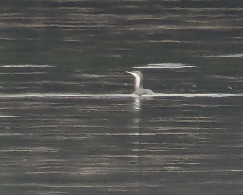 Red-throated Loon - ML630023489