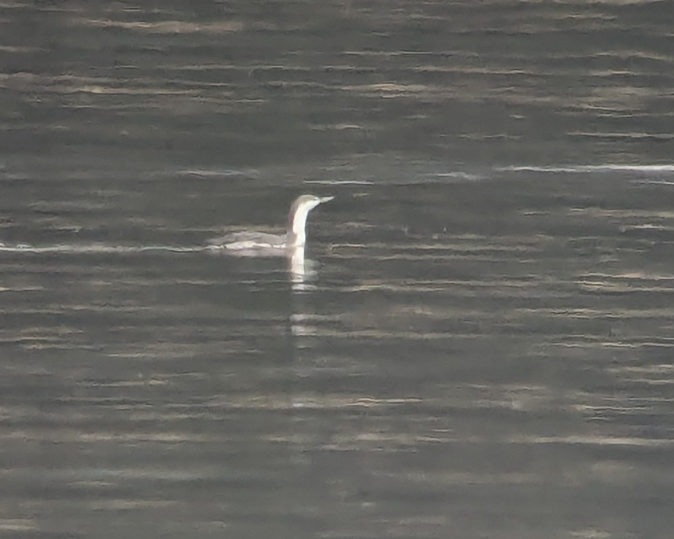 Red-throated Loon - ML630023490