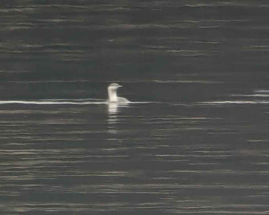 Red-throated Loon - ML630023491
