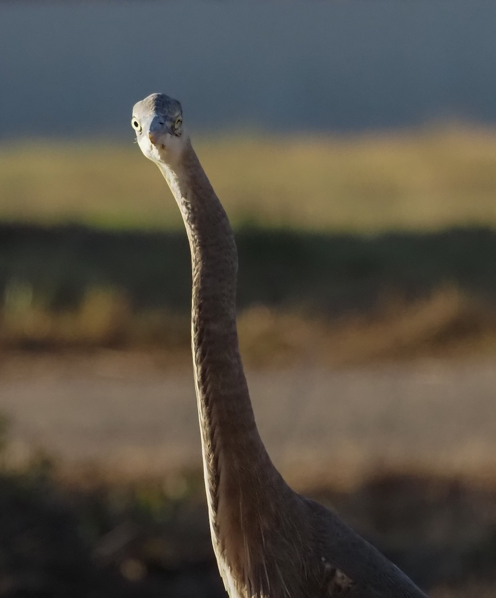Great Blue Heron - Bonnie Burgess