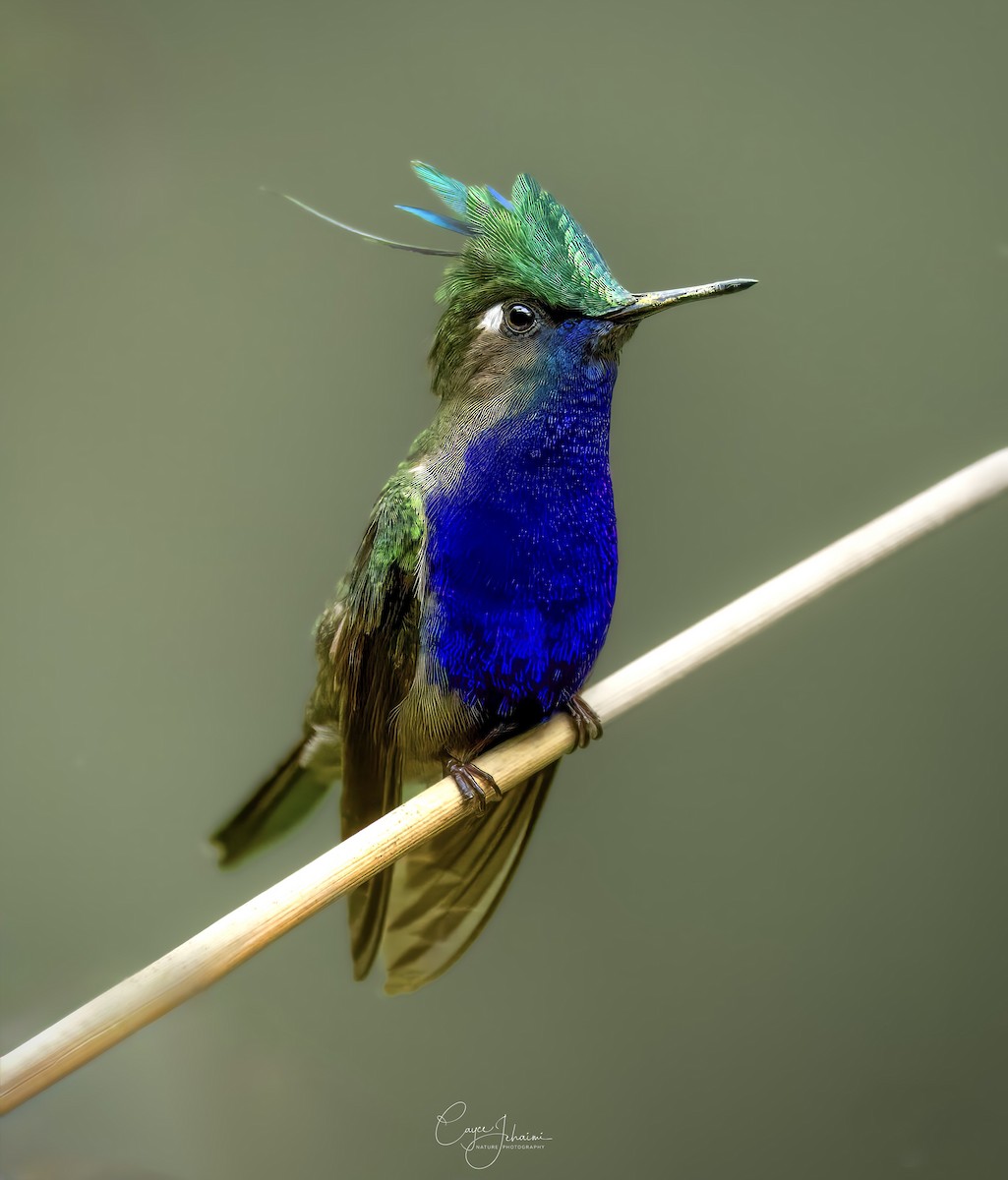 Green-crowned Plovercrest - ML630023606