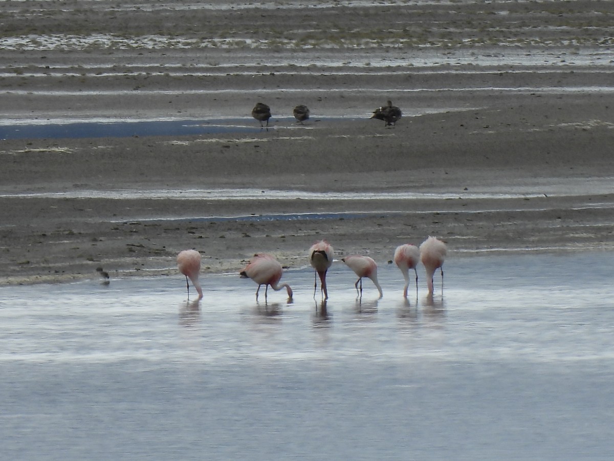 James's Flamingo - ML630023675