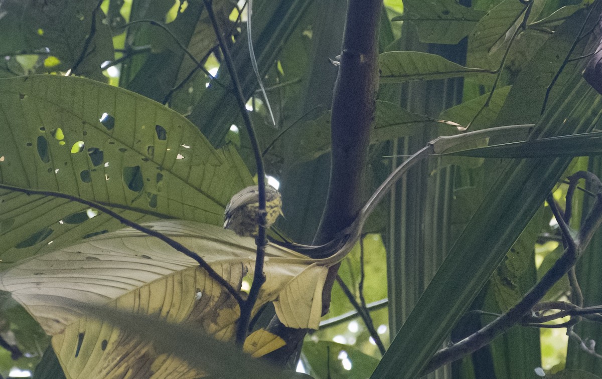 Bar-breasted Piculet - ML630023781