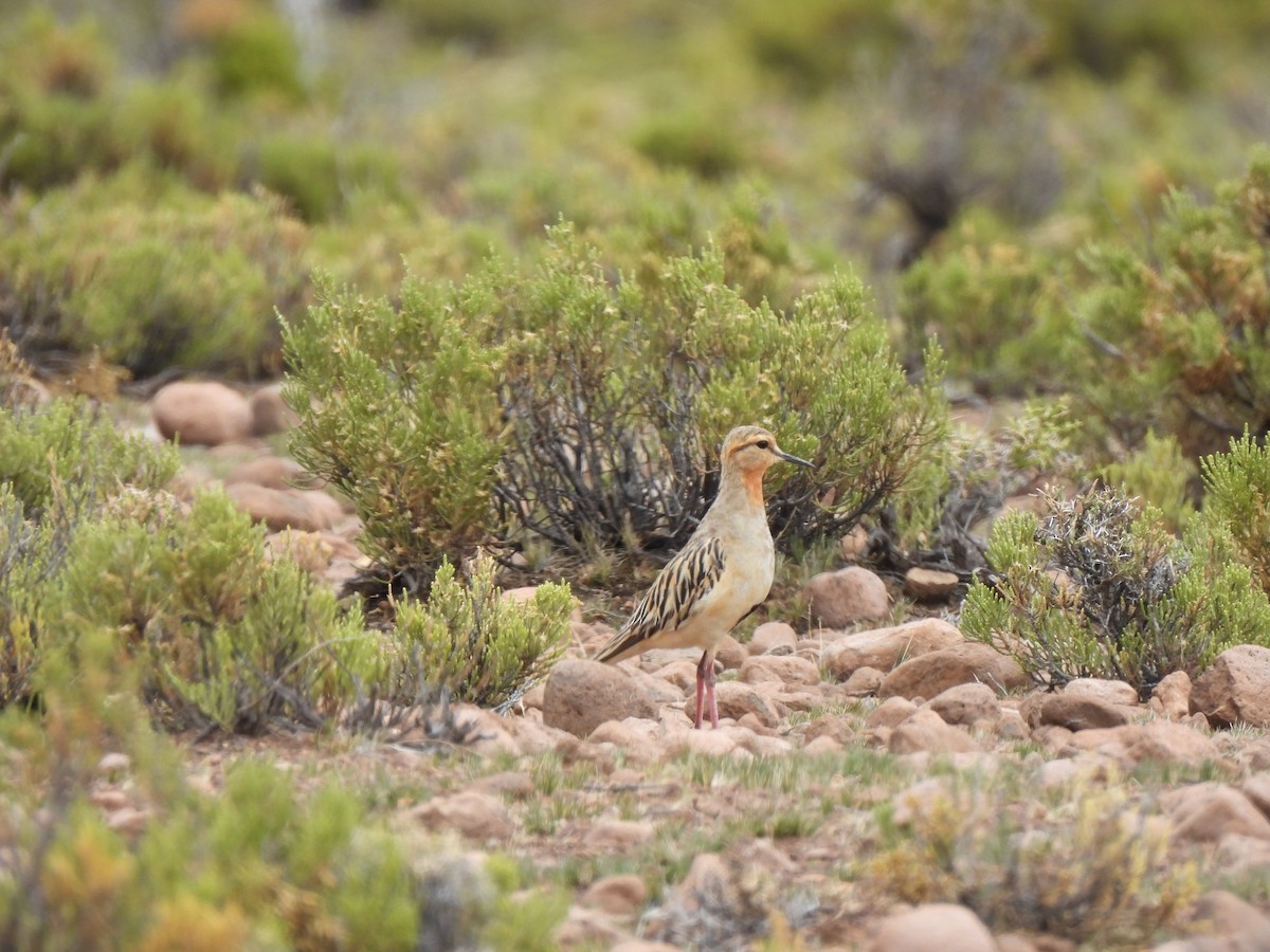 Tawny-throated Dotterel - ML630024299