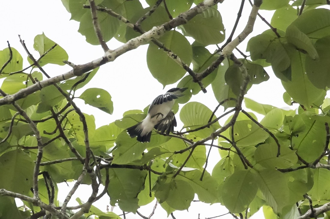 Black-crowned Tityra - Silvia Faustino Linhares