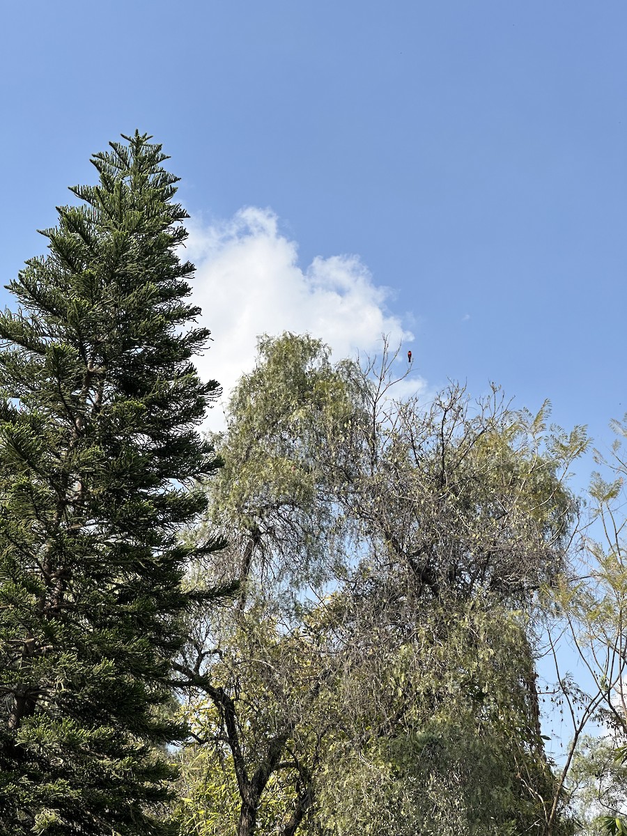 Vermilion Flycatcher - ML630024374