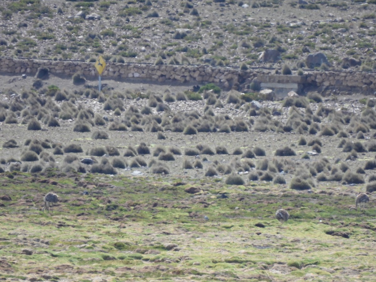 Lesser Rhea - ML630024472