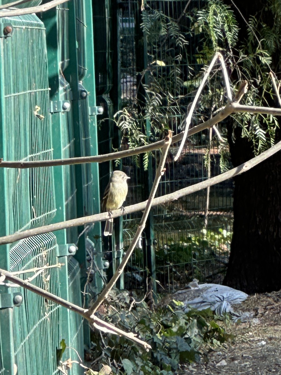 Hammond's/Dusky Flycatcher - ML630024606