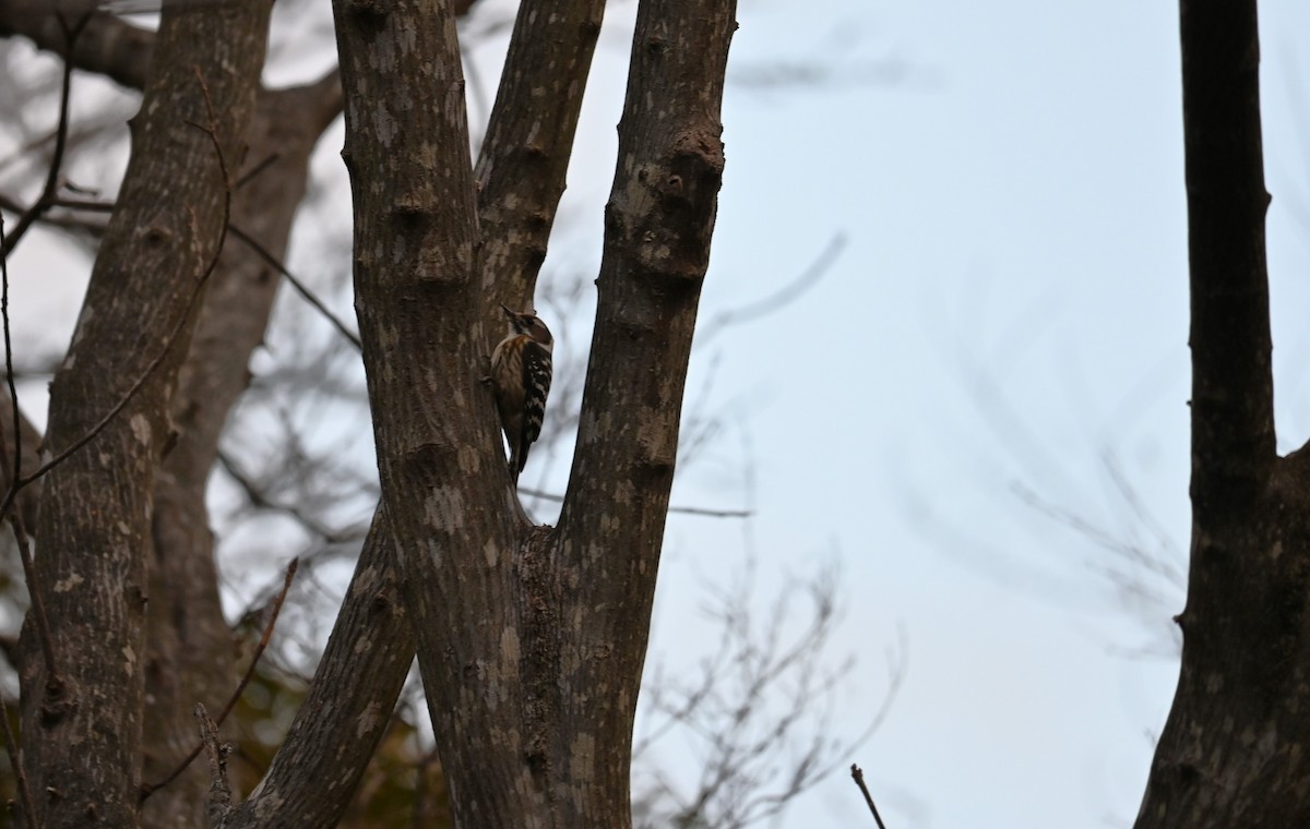 Japanese Pygmy Woodpecker - ML630024927
