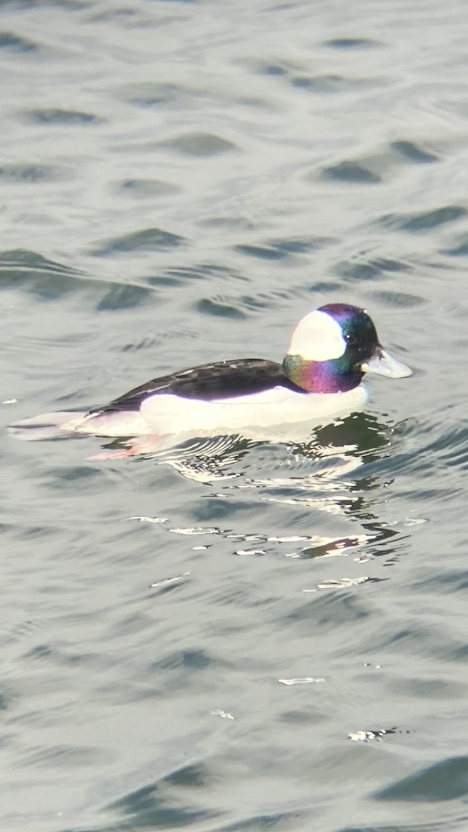 Bufflehead - ML630025013