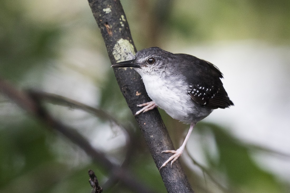 Silvered Antbird - Silvia Faustino Linhares