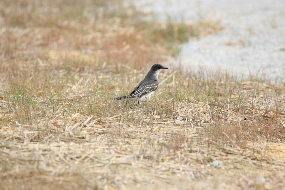 Eastern Kingbird - ML630025115