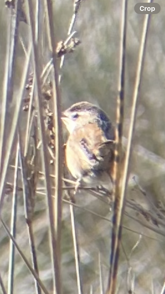 Marsh Wren - ML630025128