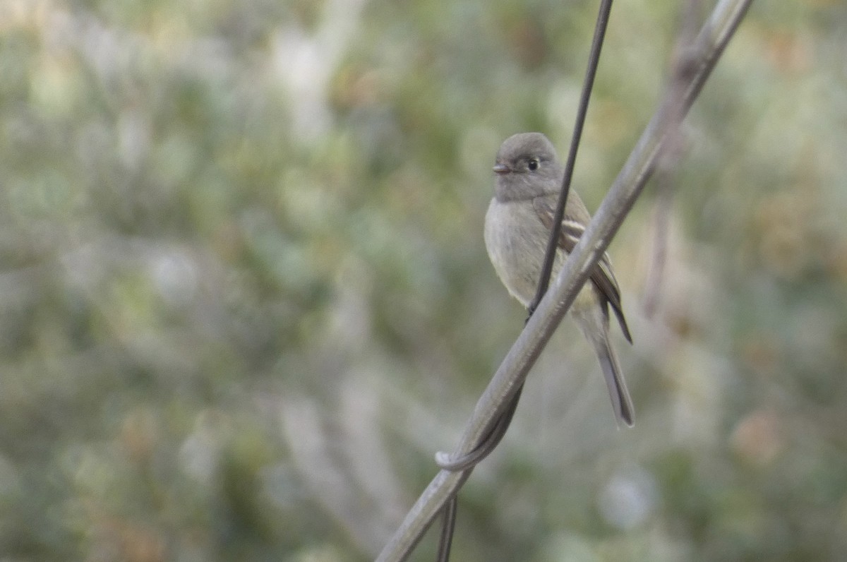 Hammond's Flycatcher - ML630025260