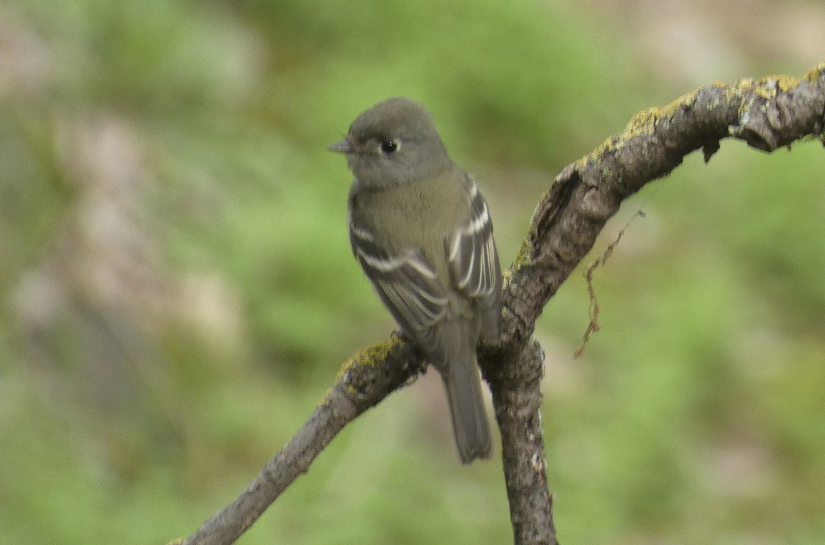 Hammond's Flycatcher - ML630025261