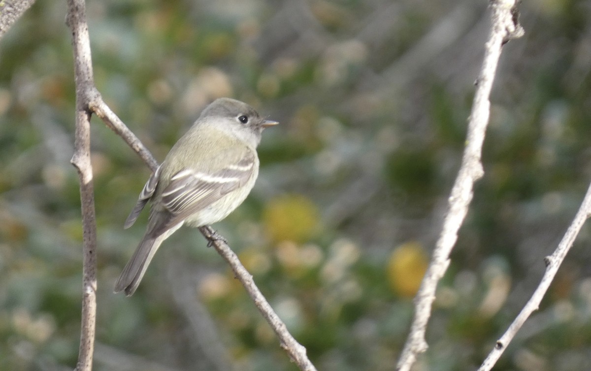 Hammond's Flycatcher - ML630025262